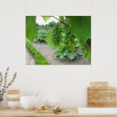 Poster Les raisins du château de Versailles (Cuisine)