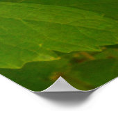 Poster Les raisins verts sur la vigne (Coin)