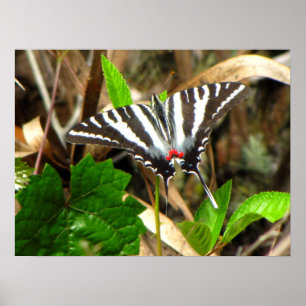 Poster Les rêves de papillons