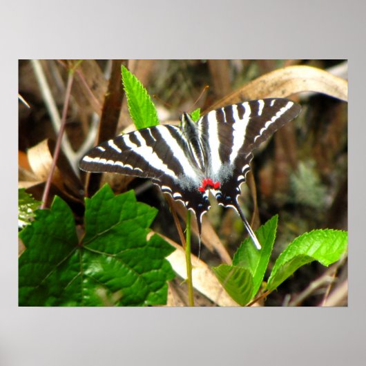 Poster Les rêves de papillons (Devant)