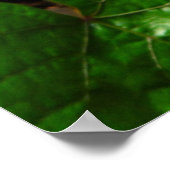 Poster Les rêves de papillons (Coin)