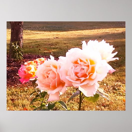 Poster LES roses ONT UNE BEAUTÉ ÉLÉGANTE (Devant)