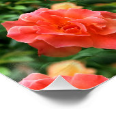 Poster Les roses sont rouges... (Coin)