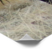 Poster Les Sauvages (Coin)