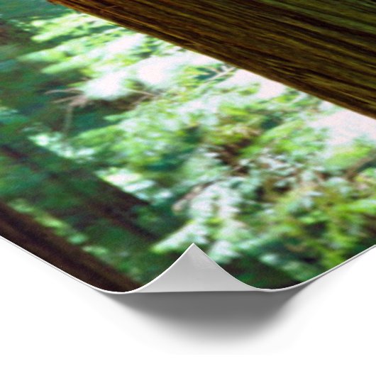 Poster Les séquoias (Coin)