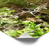 Poster Les séquoias au monument national de Muir Woods (Coin)