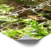 Poster Les séquoias au monument national de Muir Woods (Coin)