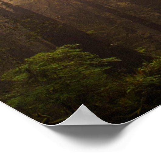 Poster Les séquoias dans le brouillard matinal avec rayon (Coin)