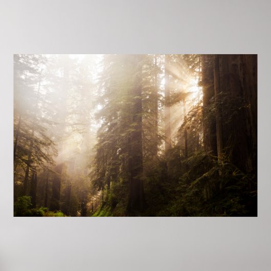 Poster Les séquoias dans le brouillard matinal avec rayon (Devant)
