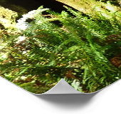 Poster Les séquoias et les fougères du parc national Redw (Coin)