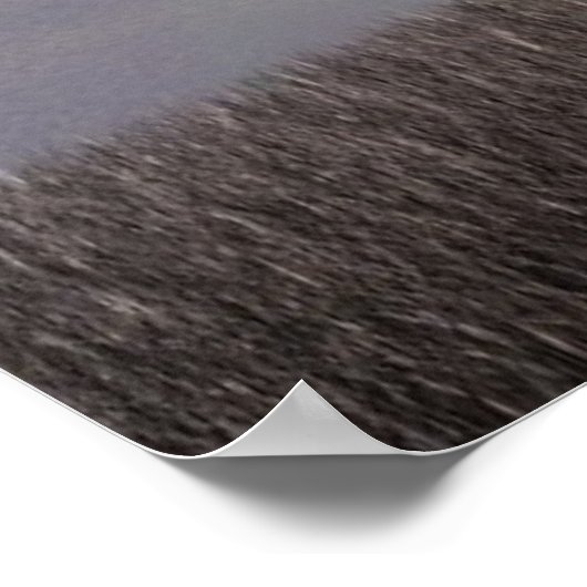 Poster Les Templiers et le Graal (Coin)