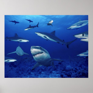 Poster Les terrors des requins des profondeurs