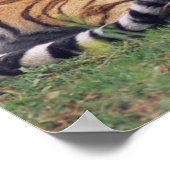 Poster Les tigres du Bengale (Coin)