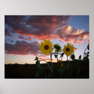 Poster Les tournesols au coucher du soleil