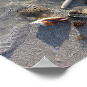 Poster Les trésors de la plage de Low Tide (Coin)