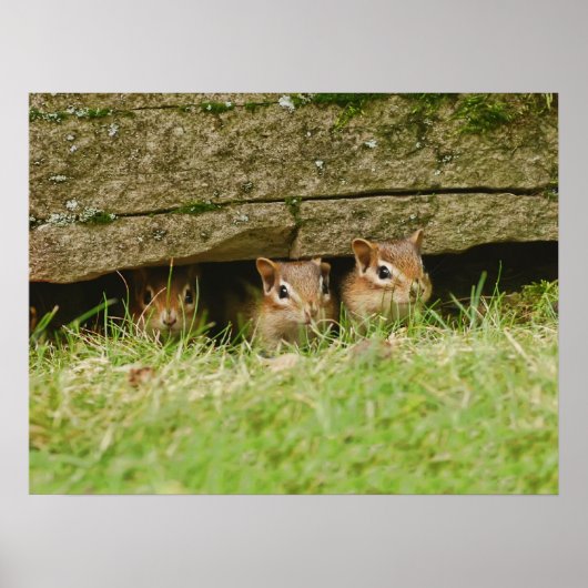 Poster les trois amigos (Devant)