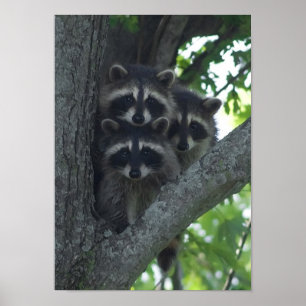 Poster Les Trois Amigos
