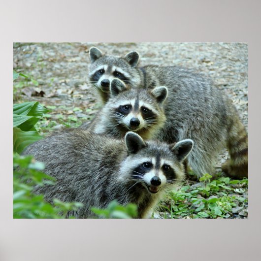 Poster Les Trois Raccoons (Devant)