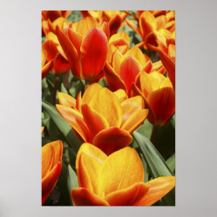 Poster Les tulipes abondent dans les jardins de Keukenhof