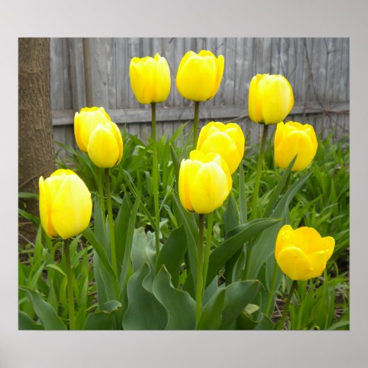 Poster Les Tulipes Jaunes (Devant)