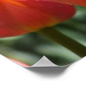 Poster Les Tulipes Orange (Coin)