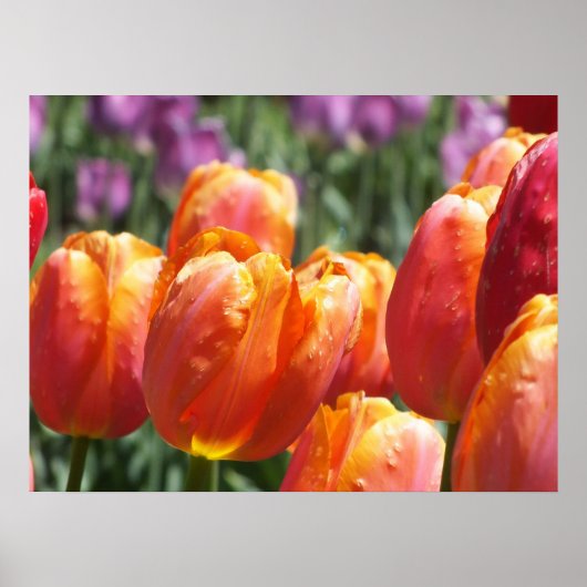 Poster Les Tulipes Orange (Devant)