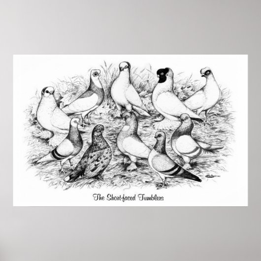 Poster Les Tumblers à courte vue (Devant)