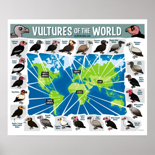 Poster Les vautours du monde (Devant)