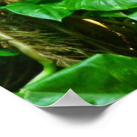 Poster Les vignes de la Jungle hawaïenne (Coin)