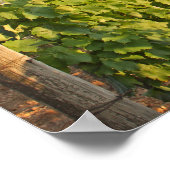 Poster Les vignobles de Tokaj, Hongrie (Coin)