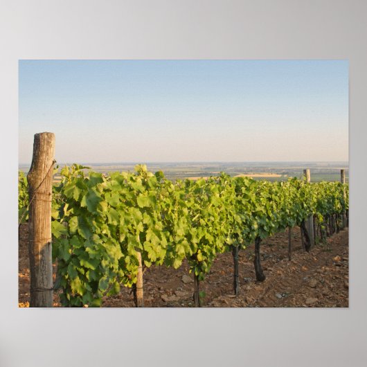 Poster Les vignobles de Tokaj, Hongrie (Devant)