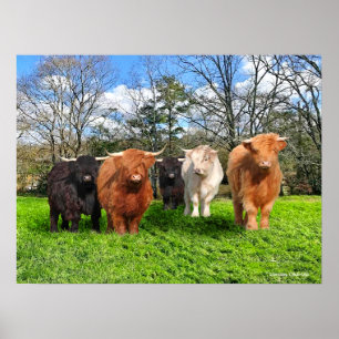 Poster "Les Woolies"