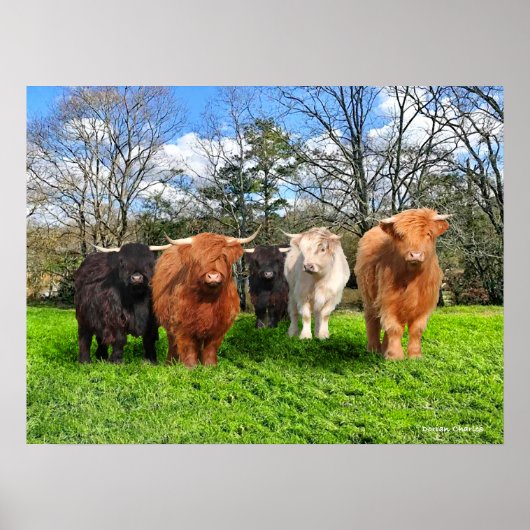 Poster "Les Woolies" (Devant)