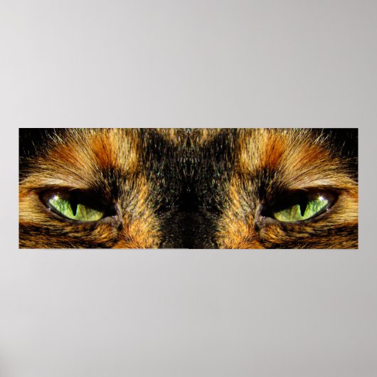 Poster Les yeux des chats (Devant)