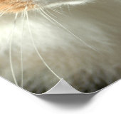Poster Les Yeux du Chat (Coin)