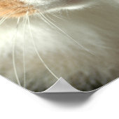 Poster Les yeux du chat (Coin)