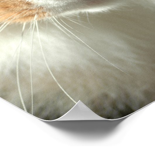 Poster Les yeux du chat (Coin)