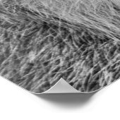 Poster Les yeux du Lynx sauvage (Coin)