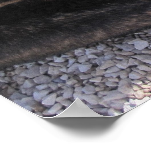 Poster L'Espoir D'Une Maison Pour Toujours (Coin)