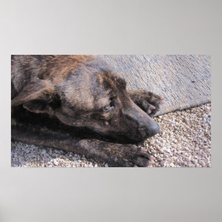 Poster L'Espoir D'Une Maison Pour Toujours