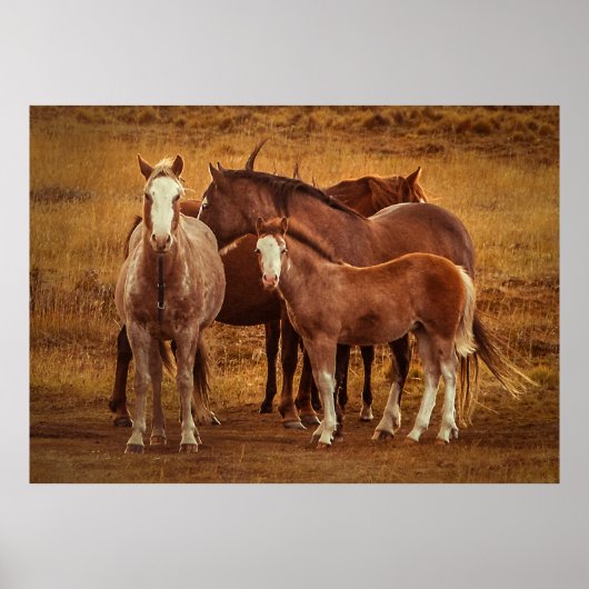 Poster L'esprit de la Patagonie sauvage (Devant)