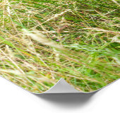 Poster L'éternel frère Gorilla (Coin)