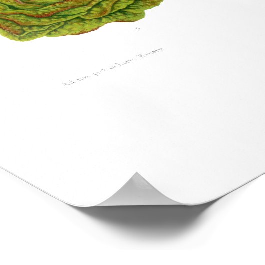 Poster Lettuces (Coin)