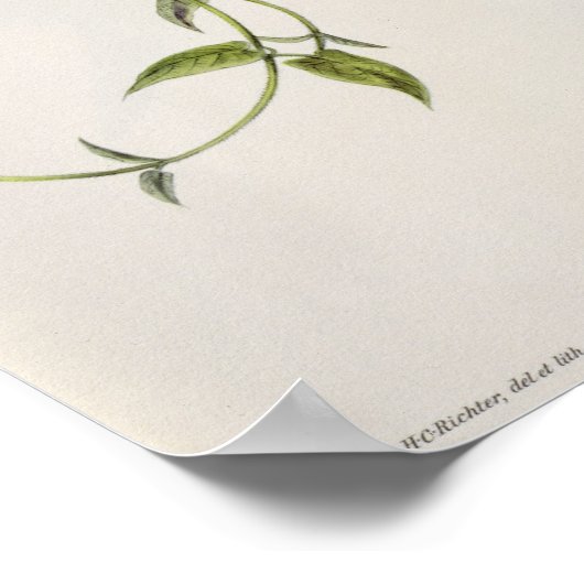 Poster Leucippus Fallax (Coin)