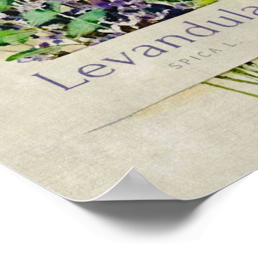 Poster Levandula spica l (Coin)