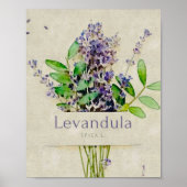 Poster Levandula spica l (Devant)
