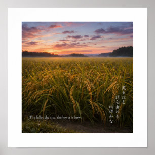 Poster Lever de soleil dans un champ de riz japonais – Gr