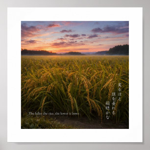 Poster Lever de soleil dans un champ de riz japonais – Gr