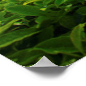 Poster Lever de soleil sur la ferme de thé (Coin)