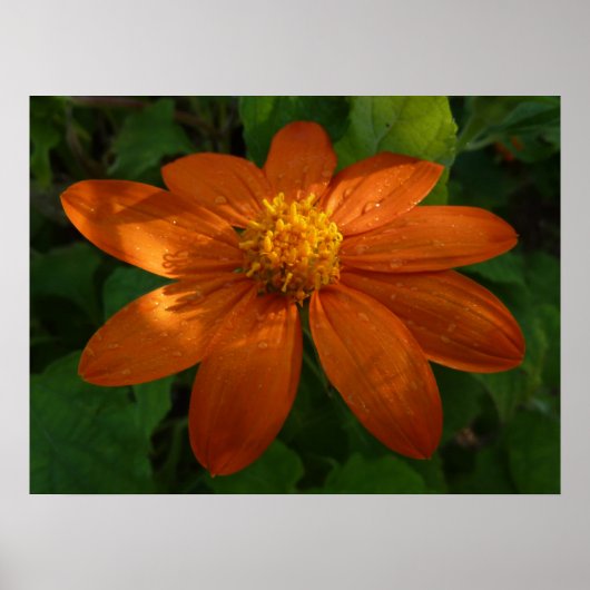 Poster Lever du soleil sur le tournesol mexicain Orange F (Devant)